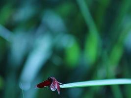 libélula en el jardín foto