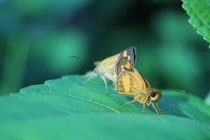 Butterfly in the garden photo