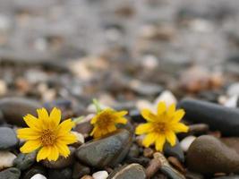 Flowers on pebble background photo