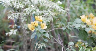 sambuco giallo, trumpetbush giallo, trumpetbus. video