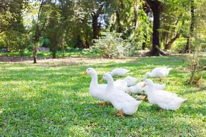 Yi-Liang ducks have white color and yellow platypus are walking in the green garden. photo