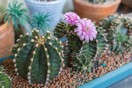 cactus está floreciendo una flor rosa. es ornamental y está lleno de pitón, puede crecer en la arena. foto
