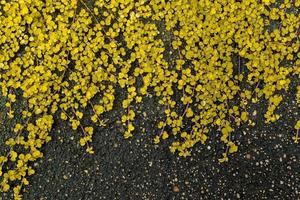 la enredadera de hoja redonda amarilla bai tang rian es una planta trepadora en el suelo, utilizada como fondo natural. foto