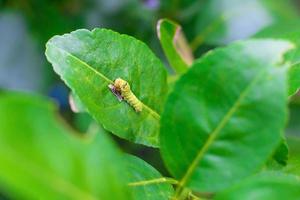 el primer plano de la oruga verde gorda está subiendo en la hoja de limón verde. está comiendo algo de comida en hojas verdes en un tema natural. se convierte en una pupa antes de que crezca la mariposa a continuación. foto