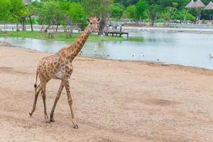 Giraffe is an African mammal photo