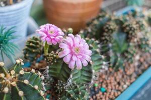 Cactus is blooming a pink flower. It is ornamental and full of python, can grows in sand. photo