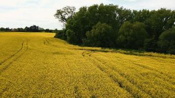 Drone flying back over yellow rape field high video