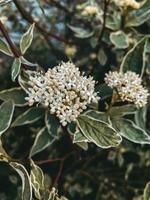 Cute little white flowers on bush, green leaves, blurred background. Vertical photo of nature organic blooming plant, decorative design element for backgrounds