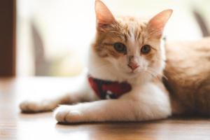 pet portrait of cute brown cat on table cafe, beautiful white fur kitten mammal animal background concept, adorable fluffy face and pretty eye tabby photo