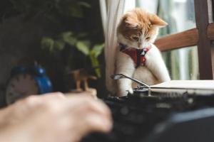 retrato de mascota de lindo gato marrón en el café de la mesa, hermoso gatito de piel blanca concepto de fondo animal mamífero, adorable cara esponjosa y lindo tabby de ojos foto