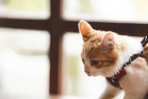 pet portrait of cute brown cat on table cafe, beautiful white fur kitten mammal animal background concept, adorable fluffy face and pretty eye tabby photo