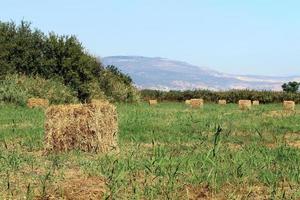 Stacks of straw lie on the field after harvesting wheat or other cereals. photo