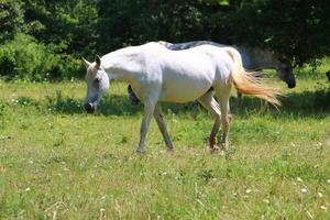 Lipizzan white horses are the pride and passion of Slovenia. photo