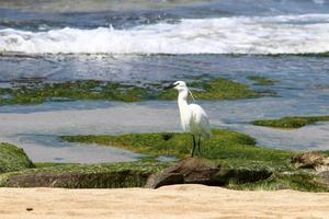 White heron fishing on the shores of the Mediterranean Sea photo