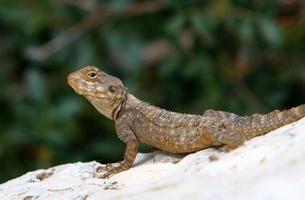 The lizard sits on a hot stone and basks in the sun photo