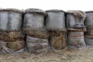 Stacks of straw lie on the field after harvesting wheat or other cereals. photo