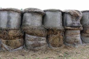 montones de paja yacen en el campo después de cosechar trigo u otros cereales. foto