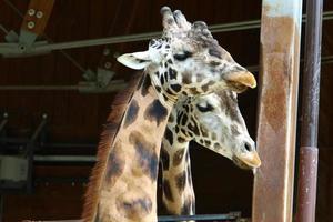 A long-necked and tall giraffe lives in a zoo photo