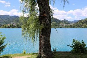 Beautiful shores of Lake Bled in Slovenia photo