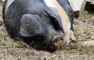 cerdo engordado en una granja de cerdos foto