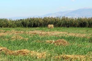 montones de paja yacen en el campo después de cosechar trigo u otros cereales. foto