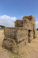 Stacks of straw lie on the field after harvesting wheat or other cereals. photo