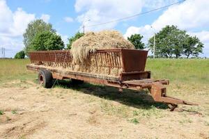 Stacks of straw lie on the field after harvesting wheat or other cereals. photo