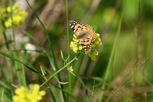 una mariposa colorida se sienta en una flor amarilla foto