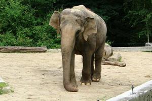 An elephant is a large mammal with a long trunk that lives in a zoo. photo