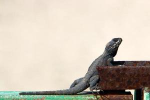 The lizard sits on a hot stone and basks in the sun photo