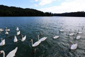 Large white swans live on a freshwater lake photo