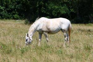 Lipizzan white horses are the pride and passion of Slovenia. photo