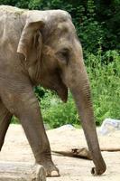 An elephant is a large mammal with a long trunk that lives in a zoo. photo