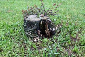 Old and rotten stump in the city park photo