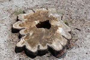 Old and rotten stump in the city park photo