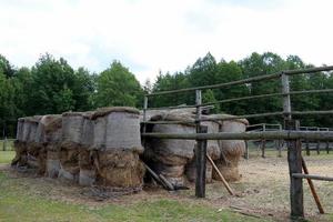 montones de paja yacen en el campo después de cosechar trigo u otros cereales. foto