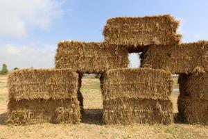 Stacks of straw lie on the field after harvesting wheat or other cereals. photo