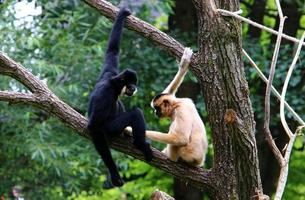 Monkeys sit on tree branches against a background of green foliage photo