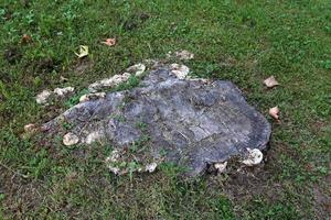 Old and rotten stump in the city park photo