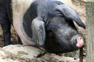 Fattened pig on a pig farm photo