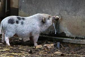 Fattened pig on a pig farm photo