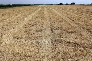 montones de paja yacen en el campo después de cosechar trigo u otros cereales. foto