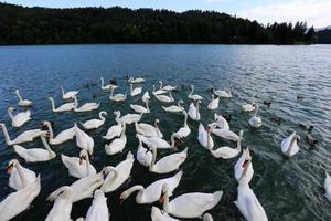 grandes cisnes blancos viven en un lago de agua dulce foto