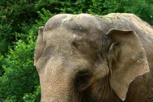 An elephant is a large mammal with a long trunk that lives in a zoo. photo