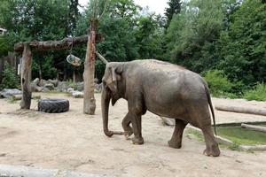 An elephant is a large mammal with a long trunk that lives in a zoo. photo