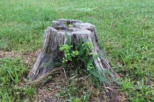 Old and rotten stump in the city park photo