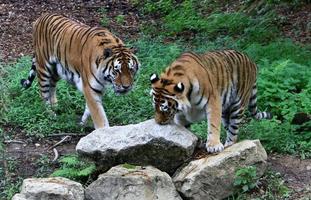 el gran tigre de amur vive en el zoológico foto