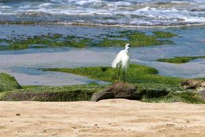 White heron fishing on the shores of the Mediterranean Sea photo
