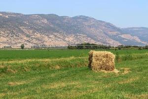 Stacks of straw lie on the field after harvesting wheat or other cereals. photo