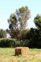 Stacks of straw lie on the field after harvesting wheat or other cereals. photo
